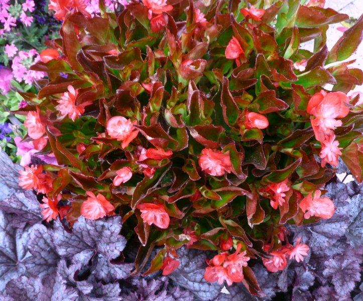 B. ‘Gum Drop Red’